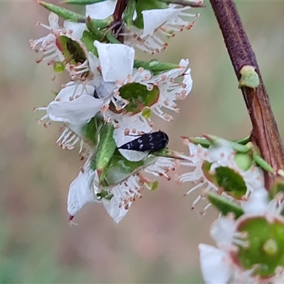 Mordella sp. (genus) (Pintail or tumbling flower beetle) at O'Malley, ACT - 7 Dec 2024 by Mike