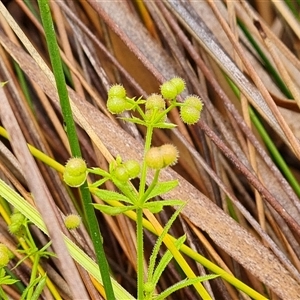 Galium aparine (Goosegrass, Cleavers) at O'Malley, ACT by Mike