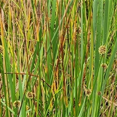 Ficinia nodosa (Knobby Club-rush) at O'Malley, ACT - 7 Dec 2024 by Mike