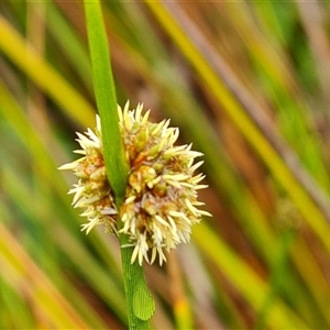 Ficinia nodosa at O'Malley, ACT - 7 Dec 2024