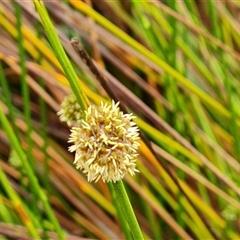 Ficinia nodosa at O'Malley, ACT - 7 Dec 2024