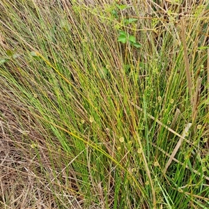 Ficinia nodosa at O'Malley, ACT - 7 Dec 2024