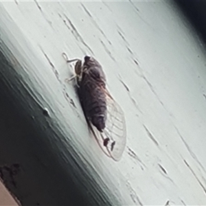 Galanga labeculata (Double-spotted cicada) at Isaacs, ACT by Mike