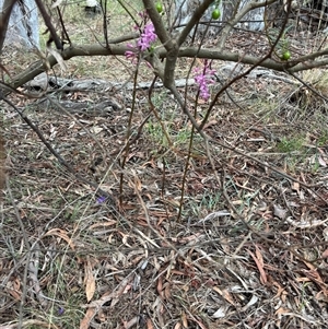 Dipodium roseum (Rosy Hyacinth Orchid) at Hackett, ACT by petersan