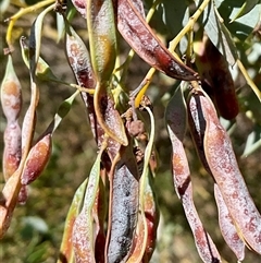 Acacia cultriformis (Knife Leaf Wattle) at Latham, ACT - 8 Dec 2024 by Jennybach