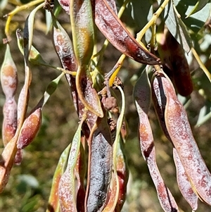 Acacia cultriformis (Knife Leaf Wattle) at Latham, ACT by Jennybach