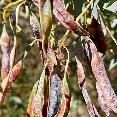 Acacia cultriformis (Knife Leaf Wattle) at Latham, ACT - 8 Dec 2024 by Jennybach