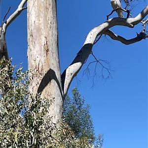 Acacia cultriformis at Latham, ACT - 8 Dec 2024