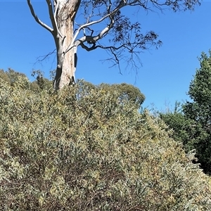 Acacia cultriformis at Latham, ACT - 8 Dec 2024