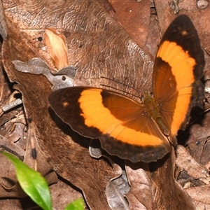 Cupha prosope at Sheldon, QLD - 8 Dec 2024