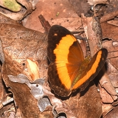 Cupha prosope at Sheldon, QLD - 8 Dec 2024