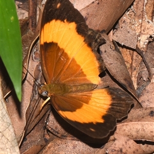 Cupha prosope at Sheldon, QLD - 8 Dec 2024