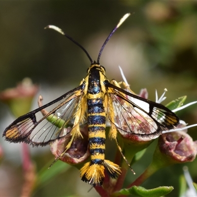 Ichneumenoptera chrysophanes (Clearwing Persimmon Borer) at Jerrabomberra, NSW - 7 Dec 2024 by DianneClarke