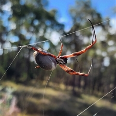 Trichonephila edulis (Golden orb weaver) at Gundaroo, NSW - 28 Apr 2024 by Gunyijan