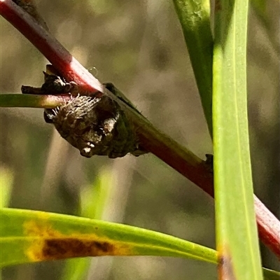 Dolophones sp. (genus) (Wrap-around spider) at Macgregor, ACT - 8 Dec 2024 by Jennybach