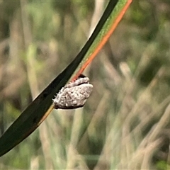 Dolophones sp. (genus) at Macgregor, ACT - 8 Dec 2024