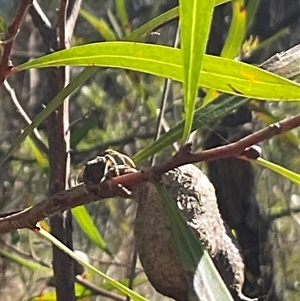 Dolophones sp. (genus) at Macgregor, ACT - 8 Dec 2024