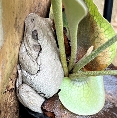 Litoria peronii (Peron's Tree Frog, Emerald Spotted Tree Frog) at Downer, ACT - 7 Nov 2024 by JessicaJepson