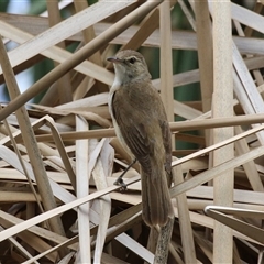 Acrocephalus australis (Australian Reed-Warbler) at Isabella Plains, ACT - 7 Dec 2024 by RodDeb