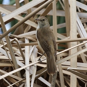 Acrocephalus australis at Isabella Plains, ACT - 7 Dec 2024