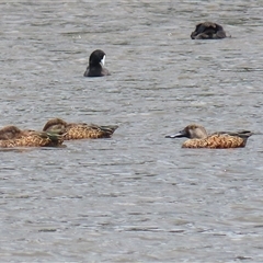 Spatula rhynchotis (Australasian Shoveler) at Isabella Plains, ACT - 7 Dec 2024 by RodDeb