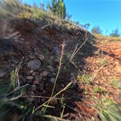 Aristida ramosa (Purple Wire Grass) at Bredbo, NSW - 7 Dec 2024 by WhiteRabbit