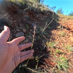 Aristida ramosa at Bredbo, NSW - 8 Dec 2024