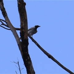 Coracina novaehollandiae (Black-faced Cuckooshrike) at Isabella Plains, ACT - 7 Dec 2024 by RodDeb