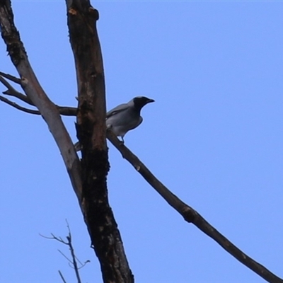 Coracina novaehollandiae (Black-faced Cuckooshrike) at Isabella Plains, ACT - 7 Dec 2024 by RodDeb