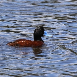 Oxyura australis (Blue-billed Duck) at Isabella Plains, ACT by RodDeb