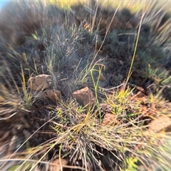 Aristida ramosa (Purple Wire Grass) at Bredbo, NSW - 7 Dec 2024 by WhiteRabbit