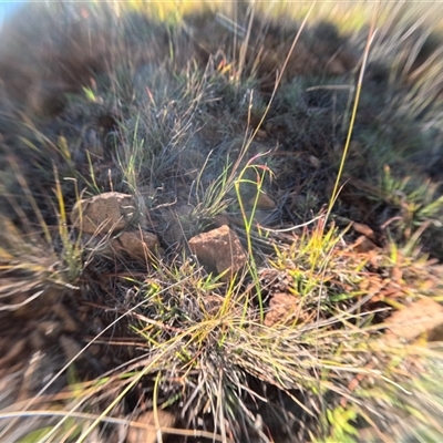 Aristida ramosa (Purple Wire Grass) at Bredbo, NSW - 7 Dec 2024 by WhiteRabbit