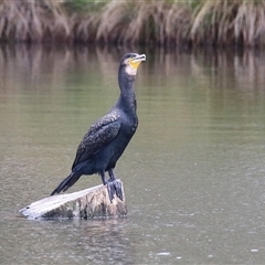 Phalacrocorax carbo (Great Cormorant) at Isabella Plains, ACT - 7 Dec 2024 by RodDeb