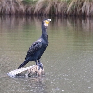 Phalacrocorax carbo at Isabella Plains, ACT - 7 Dec 2024