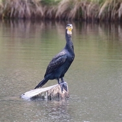 Phalacrocorax carbo at Isabella Plains, ACT - 7 Dec 2024