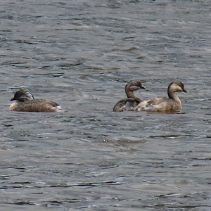 Poliocephalus poliocephalus (Hoary-headed Grebe) at Isabella Plains, ACT by RodDeb