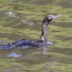 Phalacrocorax sulcirostris (Little Black Cormorant) at Isabella Plains, ACT by RodDeb