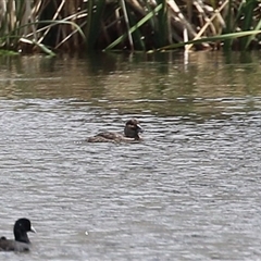 Biziura lobata (Musk Duck) at Isabella Plains, ACT - 7 Dec 2024 by RodDeb