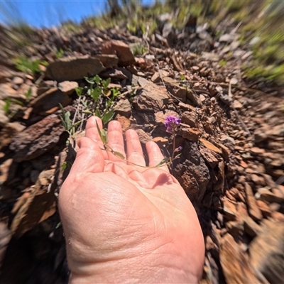 Glycine tabacina (Variable Glycine) at Bredbo, NSW - 7 Dec 2024 by WhiteRabbit