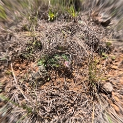 Grona varians (Slender Tick-Trefoil) at Bredbo, NSW - 7 Dec 2024 by WhiteRabbit