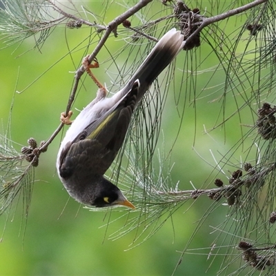 Manorina melanocephala (Noisy Miner) at Isabella Plains, ACT - 7 Dec 2024 by RodDeb