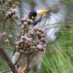 Manorina melanocephala at Isabella Plains, ACT - 7 Dec 2024 12:40 PM