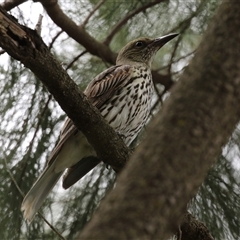 Oriolus sagittatus (Olive-backed Oriole) at Isabella Plains, ACT - 7 Dec 2024 by RodDeb