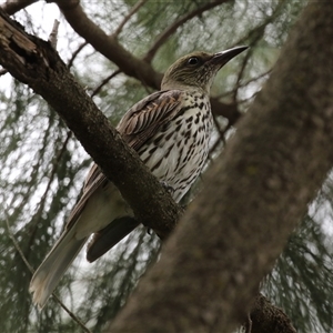 Oriolus sagittatus at Isabella Plains, ACT - 7 Dec 2024 11:49 AM