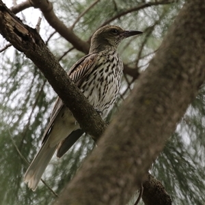 Oriolus sagittatus at Isabella Plains, ACT - 7 Dec 2024 11:49 AM