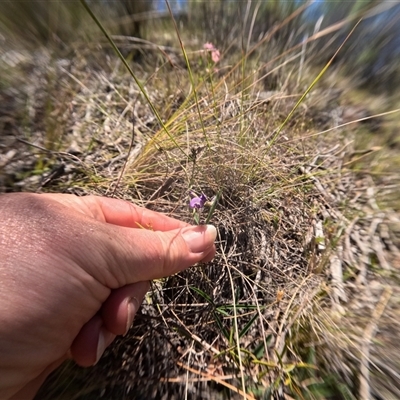 Glycine clandestina (Twining Glycine) at Bredbo, NSW - 8 Dec 2024 by WhiteRabbit