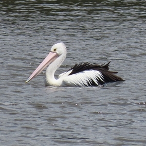 Pelecanus conspicillatus (Australian Pelican) at Isabella Plains, ACT by RodDeb