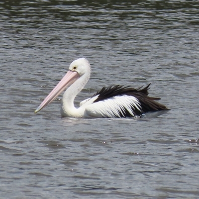 Pelecanus conspicillatus (Australian Pelican) at Isabella Plains, ACT - 7 Dec 2024 by RodDeb