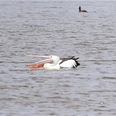 Pelecanus conspicillatus at Isabella Plains, ACT - 7 Dec 2024 11:16 AM