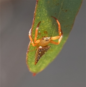 Arkys walckenaeri (Triangle spider) at Hall, ACT by Anna123